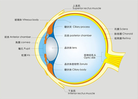 告訴你個“小秘密”：為什么眼睛不怕冷？